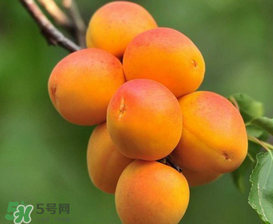 新鮮杏子可以放冰箱嗎？新鮮杏子怎么保存？