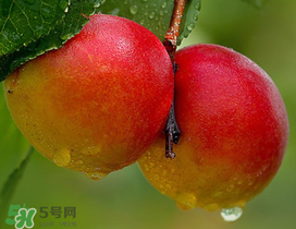 新鮮杏子怎么吃？新鮮杏子孕婦能吃嗎？