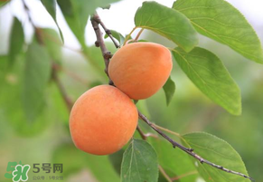黃杏孕婦可以吃嗎？孕婦可以吃黃杏嗎？