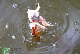 釣小龍蝦用什么餌？釣小龍蝦用什么誘餌最好？