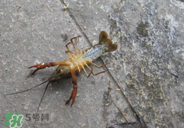 釣小龍蝦用什么餌？釣小龍蝦用什么誘餌最好？