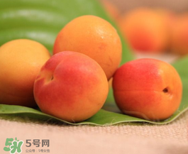 杏子可以空腹吃嗎？空腹能吃杏子嗎？