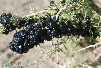黑枸杞真假怎么辨別？黑枸杞真假辨別的方法