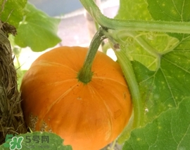 太陽果多少錢一斤？太陽果的價格