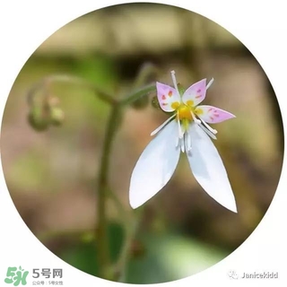 lululun plus面膜怎么樣？lululun plus面膜哪款好