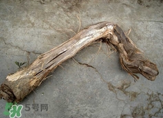 山葡萄根一斤多少錢？山葡萄根功效與作用