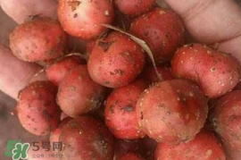 野地瓜賣多少錢一斤？野地瓜的功效與作用