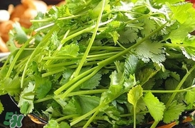 香菜是什么菜？香菜是陽(yáng)痿草嗎？