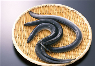 釣黃鱔用什么餌料？用什么釣黃鱔最好？