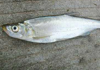 翹嘴魚怎么做好吃？翹嘴魚的做法