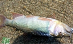 馬口魚怎么吃？馬口魚怎么做好吃？