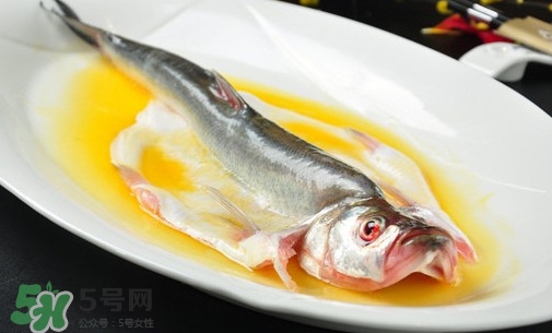白條魚(yú)能長(zhǎng)多大？白條魚(yú)可以長(zhǎng)多大？