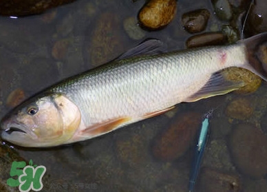 馬口魚多少錢一斤2017？野生馬口魚多少錢一斤？
