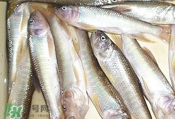 馬口魚怎么吃？馬口魚怎么做好吃？