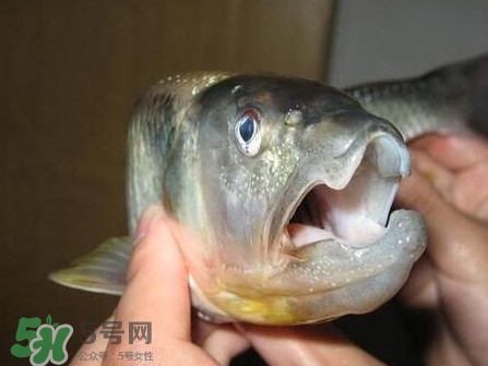 馬口魚怎么釣？馬口魚什么時候釣最好