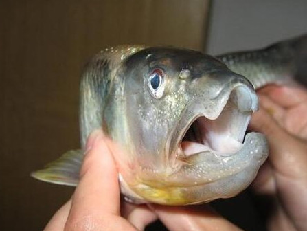 釣馬口魚用什么餌料？釣馬口魚用什么打窩？