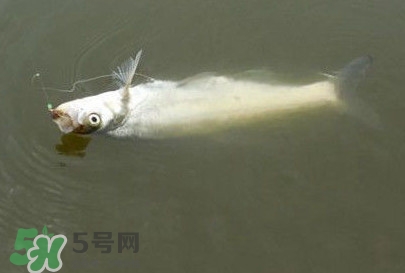 翹嘴魚怎么做好吃？翹嘴魚的做法