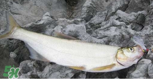 翹嘴魚是什么魚？翹嘴魚是淡水魚嗎