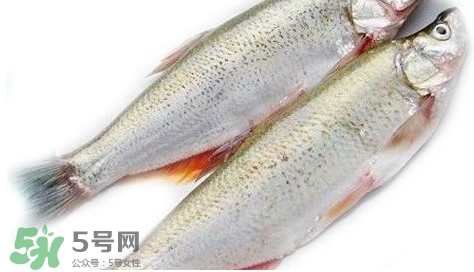 白條魚(yú)能長(zhǎng)多大？白條魚(yú)可以長(zhǎng)多大？