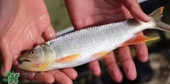 馬口魚能長多大？馬口魚最大能長多長？