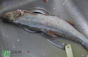 翹殼是什么魚？翹殼魚多少錢一斤2017？