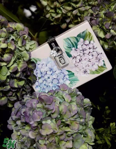 dolce gabanna杜嘉班納2017秋冬繡球花系列怎么樣_好看嗎？