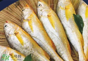 小黃魚長大后會不會變成大黃魚？