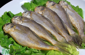 小黃魚長大后會不會變成大黃魚？