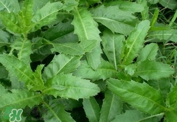 刺兒菜是蒲公英嗎？刺兒菜和蒲公英的區(qū)別