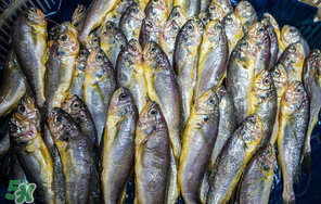 小黃魚多少錢一斤？野生小黃魚多少錢一斤？