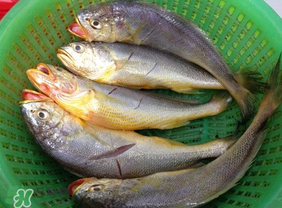 小黃魚可以養(yǎng)殖嗎？小黃魚能人工養(yǎng)殖嗎？