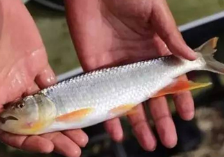 馬口魚能長多大？馬口魚最大能長多長？
