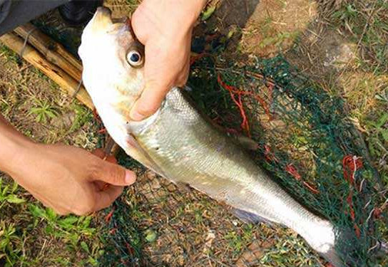 翹嘴魚是白條嗎？翹嘴魚和白條的區(qū)別