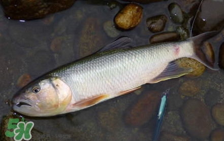 馬口魚是海魚嗎？馬口魚是什么魚