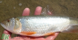 馬口魚喜歡吃什么？馬口魚一般生長在什么地方
