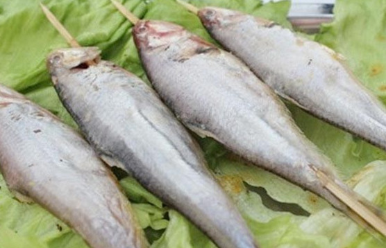 釣馬口魚用什么餌料？釣馬口魚用什么打窩？