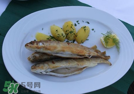 馬口魚能長多大？馬口魚最大能長多長？