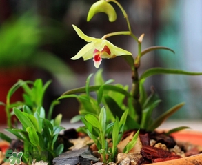 鐵皮石斛怎么養(yǎng)？鐵皮石斛盆栽種植方法