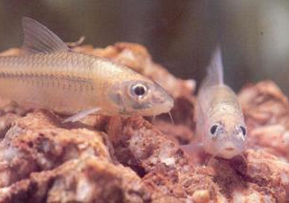 馬口魚能養(yǎng)殖嗎？馬口魚怎么養(yǎng)？