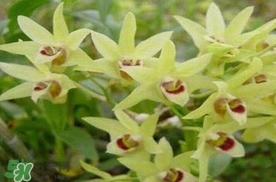 鐵皮石斛花多少錢一斤2017？石斛花多少錢一斤