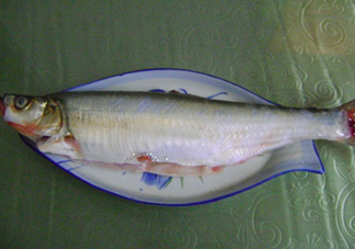 釣翹嘴魚用什么餌料好？翹嘴魚什么時候好釣