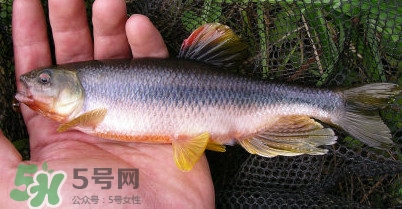 馬口魚多少錢一斤2017？野生馬口魚多少錢一斤？