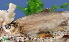 翹殼魚怎么做好吃？翹殼魚刺多嗎
