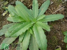刺兒菜是蒲公英嗎？刺兒菜和蒲公英的區(qū)別