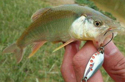 釣馬口魚用什么餌料？釣馬口魚用什么打窩？