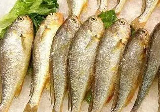 小黃魚可以養(yǎng)殖嗎？小黃魚能人工養(yǎng)殖嗎？