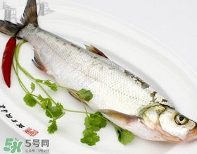 白條魚(yú)能長(zhǎng)多大？白條魚(yú)可以長(zhǎng)多大？