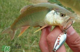 馬口魚怎么吃？馬口魚怎么做好吃？