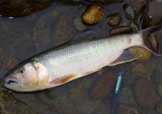 馬口魚多少錢一斤2017？野生馬口魚多少錢一斤？