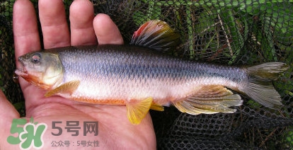 馬口魚能長多大？馬口魚最大能長多長？